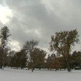 Colorado arborists are getting reports of 'zombie trees' around the state