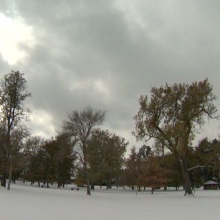 Colorado arborists are getting reports of 'zombie trees' around the state