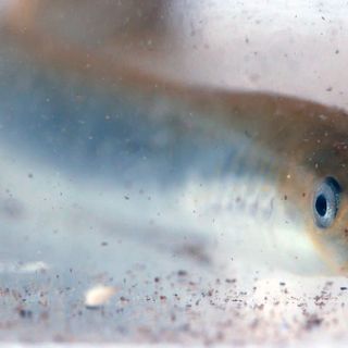 Long thought extinct, lampreys return to Oregon’s Miller Lake