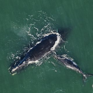 Whales that give birth off Georgia at risk of extinction