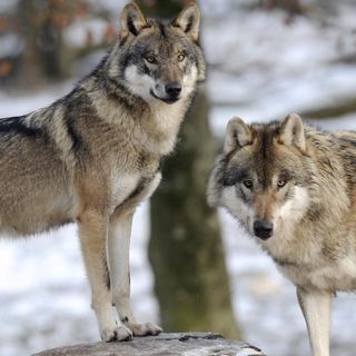 Trump administration removes gray wolf from endangered species list