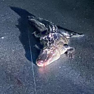 Driver says he ran over alligator on Zierdt Road