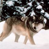 Gray wolves stripped of endangered species protections by Trump administration