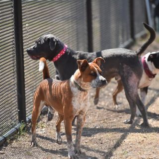 San Antonio pet stores will now sell only rescue dogs and cats starting Jan. 1