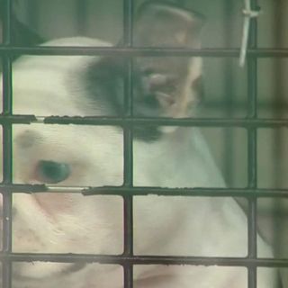 San Antonio bans pet store sales of dogs from breeders