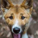 Wandi the purebred dingo thriving in sanctuary after high-flying ordeal - ABC News