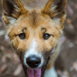 Wandi the purebred dingo thriving in sanctuary after high-flying ordeal - ABC News