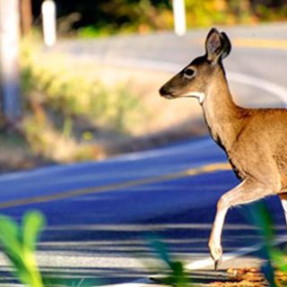 2 severed deer heads found in Lake Oswego near political and racial justice signs