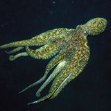 Octopuses taste their food when they touch it with their arms