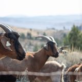 PHOTOS: To help with wildfire mitigation, state looks to new tactic: 300 goats – The Nevada Independent