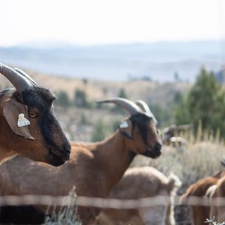 PHOTOS: To help with wildfire mitigation, state looks to new tactic: 300 goats – The Nevada Independent