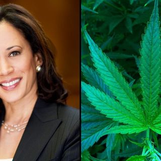 Harris Will Give Biden ‘Honest’ Input On Legalizing Marijuana And Other Issues As Part Of ‘Deal’