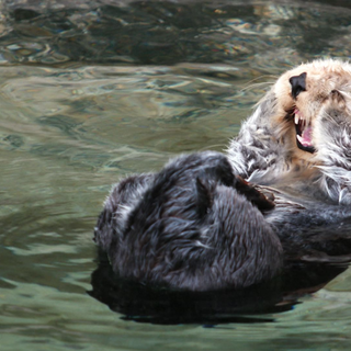 Will Oregon see sea otters again?