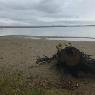 A Boom Year For Blooms: Toxic Algae Closes Beaches, Raises Concern About Water Supplies