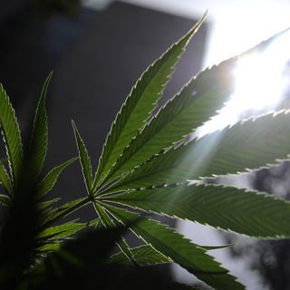Mississippi voters approve medical marijuana program