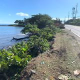 Windward Oahu homeowner chops down shoreline trees, prompting erosion fears