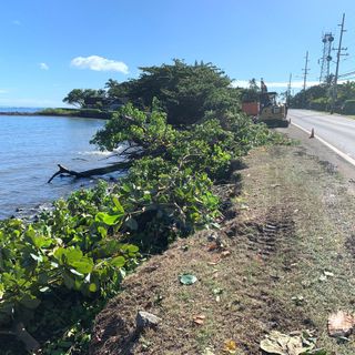 Windward Oahu homeowner chops down shoreline trees, prompting erosion fears