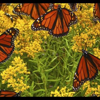 In Rio Grande Valley, butterflies at center of border wall battle