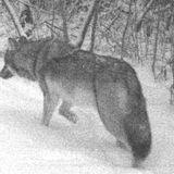 Gray wolves, now off endangered list, may be targeted by Michigan farmers | Bridge Michigan