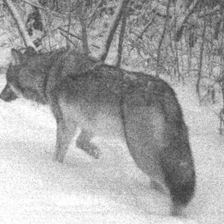 Gray wolves, now off endangered list, may be targeted by Michigan farmers | Bridge Michigan