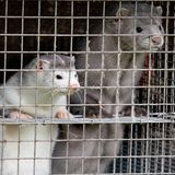 Denmark plans to cull up to 17 million mink to stop mutated coronavirus