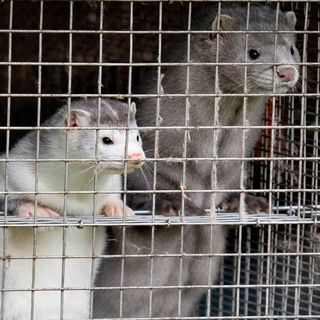 Denmark plans to cull up to 17 million mink to stop mutated coronavirus