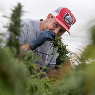 Texas Sees Its First Hemp Harvest in 80 Years