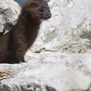 More Than 3K Mink Dead From Coronavirus At Taylor County Mink Farm