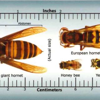 Missouri probably doesn’t have ‘murder hornets’ – Just giant wasps