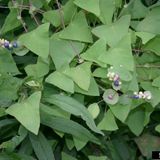 Invasive mile-a-minute weed found at Albion College’s Whitehouse Nature Center in Calhoun County