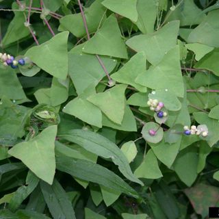 Invasive mile-a-minute weed found at Albion College’s Whitehouse Nature Center in Calhoun County