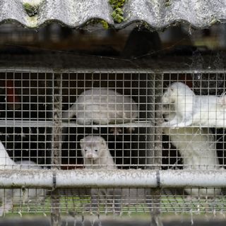 North Denmark in lockdown over mutated virus in mink farms