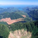 The Trump administration repealed the ‘Roadless Rule’ for Alaska’s Tongass forest. What’s next?