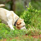 Dogs join fight against COVID-19 by learning how to detect the virus