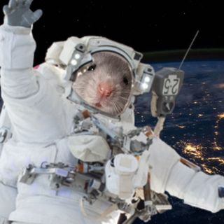 Mice flown to space by JAXA, SpaceX point researchers to protein that could slow ageing- Technology News, Firstpost