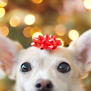 Pandemic pet boom puts dogs, cats and other critters at the top of the holiday gift list