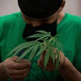 Mexico is poised to legalize marijuana, but advocates don’t like the details