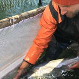 How a banned fish trap is being used to save wild salmon on the Columbia River