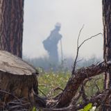 Eastern Oregon trees are playing an outsized role in curbing climate change: study