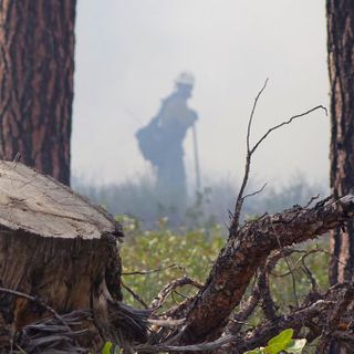 Eastern Oregon trees are playing an outsized role in curbing climate change: study