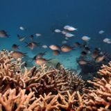 Report sounds an alarm on ongoing decline of U.S. coral reefs