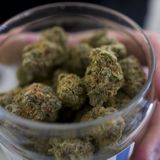 Tennessee lawmaker plans to introduce medical marijuana bill