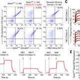 An ultrapotent synthetic nanobody neutralizes SARS-CoV-2 by stabilizing inactive Spike