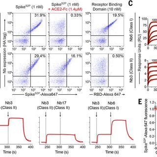 An ultrapotent synthetic nanobody neutralizes SARS-CoV-2 by stabilizing inactive Spike