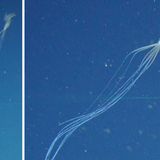 Rare bigfin squid found in Australian waters for the first time