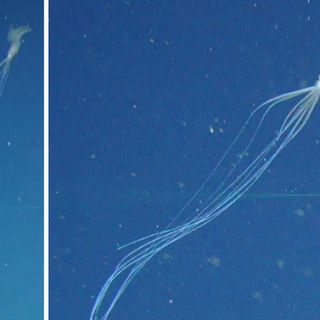 Rare bigfin squid found in Australian waters for the first time