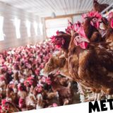 Chickens culled as third outbreak of bird flu detected in England