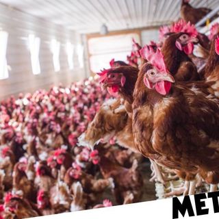 Chickens culled as third outbreak of bird flu detected in England