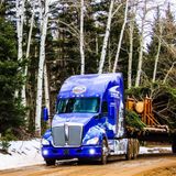 The Colorado-grown Capitol Christmas Tree is a symbol of unity in a year of turmoil