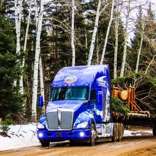 The Colorado-grown Capitol Christmas Tree is a symbol of unity in a year of turmoil